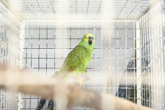 IAT e Unicentro renovaram o convênio para atendimento à fauna silvestre vitimada por mais dois anos.