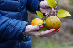 Adapar estabelece procedimentos de prevenção contra o Greening em nova portaria