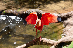  Inscrições abertas para Organizações da Sociedade Civil que desejam compor o Conselho Estadual de Proteção à Fauna Nativa.
