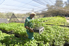 IAT - Paraná Mais Verde