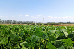 IDR-Paraná lança cultivar de feijão em Ponta Grossa