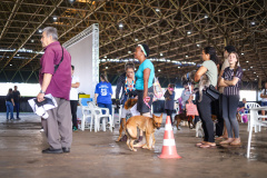 CastraPet vai beneficiar 5,4 mil cães e gatos em maio; agenda começa no feriado