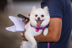 Estado prorroga o prazo para inscrição de OSCs no Conselho de Direitos Animais