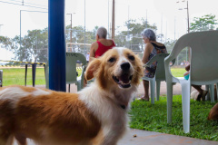SEFA - Paraná Competitivo gera R$ 880 mil em contrapartida social para revitalização de praças com foco pet