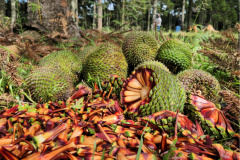 Fim da espera: temporada do pinhão começa nesta quarta-feira em todo o Paraná