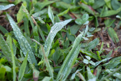 FRIO