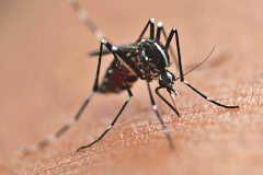 Paraná alerta para prevenção da dengue mesmo com queda de casos
