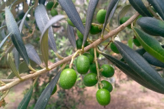 Paraná tem 69 municípios favoráveis ao cultivo de oliveiras