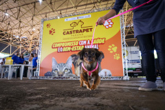 CastraPet vai beneficiar seis mil cães e gatos de 37 municípios do Paraná em junho.