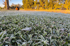 CIDADES PARANAENSES AMANHECEM COM GEADA E RECORDE DE TEMPERATURA MÍNIMA