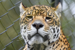 Governo do Estado atualizou a lista da fauna ameaçada de extinção no Paraná com a inclusão de 252 novas espécies.