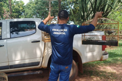 IAT - Crimes ambientais