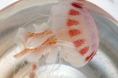 Saúde alerta para cuidados com queimaduras por águas-vivas. Foto: SESA