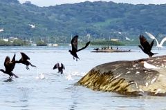 Dentro dos programas ambientais executados pela empresa Portos do Paraná nas baías de Paranaguá e Antonina, foi realizado quarta-feira (11) o monitoramento de avifauna, embarcado. Foto: Divulgação/Portos do Paraná