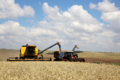 A safra de grãos de verão do Paraná 2019/20 está praticamente toda plantada, impulsionada pela melhora climática ocorrida durante parte do mês de outubro e início de novembro. O Departamento de Economia Rural (Deral) da Secretaria da Agricultura e Abastecimento estima que poderão ser colhidas até 23,4 milhões de toneladas, volume que, se concretizado, será 19% acima de igual período do ano anterior quando foram colhidos 19,7 milhões de toneladas.Curitiba, 22/11/2019-Foto: Jaelson Lucas/AEN