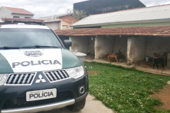 Em continuidade às investigações de uma rinha internacional de cães, que funcionava em Mairiporã (SP), a Polícia Civil do Paraná resgatou mais cinco cães da raça pitbull em São José dos Pinhais, na Região Metropolitana de Curitiba (RMC), nesta terça-feira (17). Os animais foram encontrados em situação de maus-tratos na casa do treinador preso na rinha, no sábado. Foto:SESP