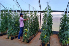 Uma das áreas destinadas ao Instituto de Desenvolvimento Rural do Paraná – Iapar-Emater reúne diferentes culturas e práticas agropecuárias. O evento, um dos principais do setor no País, deve receber cerca de 100 mil pessoas durante os cinco dias.
Foto: Emater
