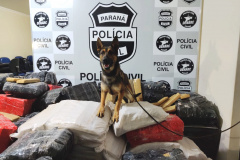 A Polícia Civil do Paraná (PCPR) apreendeu 19% mais maconha nos cinco primeiros meses de 2020 na comparação com o mesmo período do ano passado, em operações da Divisão Estadual de Narcóticos. Neste ano foram apreendidas 13 toneladas, enquanto em 2019 foram apreendidas 10,9 toneladas da droga.
Foto:SESP
