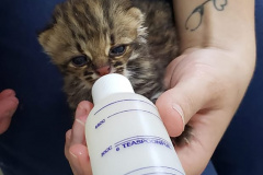 
IAT conta com parcerias para atendimento de animais silvestres. Foto:HV UniFil 