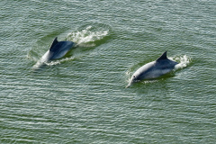 O cuidado com animais marinhos que vivem na área dos portos de Paranaguá e Antonina é o tema de uma nova campanha da Portos do Paraná. A empresa pública, em conjunto com a Cia Ambiental, desenvolveu uma cartilha para orientar embarcações sobre como agir ao encontrar grupos de botos-cinza durante a navegação.