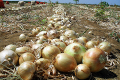Produção de cebola  -  Foto: Arquivo AEN