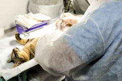 O Programa Estadual Permanente de Esterilização de Cães e Gatos está em Capanema com a castração de 166 cães e gatos.  -  Foto: Divulgação SEDEST
