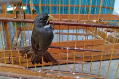 A criação amadora de aves passeriformes nativas, popularmente conhecidas como passarinhos, possui legislação própria para regulamentar todo o processo, desde a aquisição do animal até cuidados diários.  -  Foto: Fernanda Felisbino / Bióloga IAT