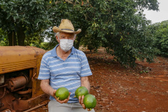 Abacate conquista o lugar do café no Vale do Ivaí e no Norte do Paraná. Foto Gilson Abreu/AEN