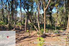 Força-tarefa no litoral identifica mais de 100 hectares de desmatamento ilegal  -  curitiba, 03/08/2021  -  Foto: IAT