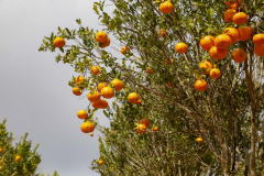 Com plantio que atravessa gerações, produção de poncã é a marca de Cerro Azul. 05/2021 - Foto: Gilson Abreu/AEN