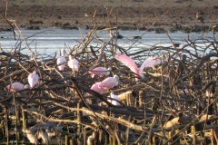 Barragem do Iraí atraiu centenas de aves para se alimentar durante estiagem. Foto:Tayla Coelho
