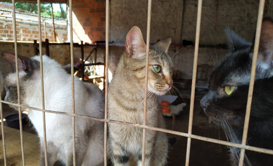Governo do Paraná esterilizou 1.418 animais em sete cidades em novembro