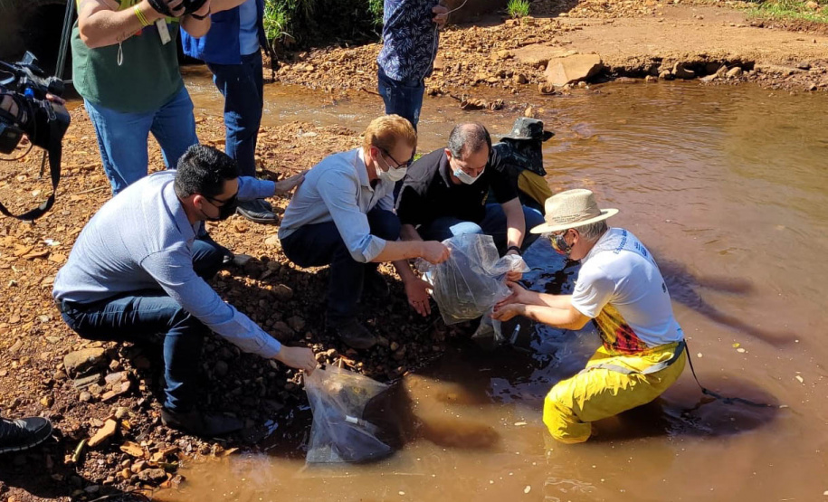 Jundiás e Lambaris são lançados em mananciais de abastecimento de Cascavel - Ação da Sanepar e parceiros visa aumentar a biodiversidade e melhorar a qualidade ambiental - Cascavel, 24/11/2021 - Foto: Sanepar