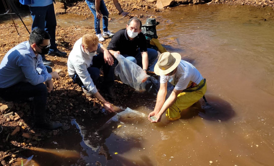 Jundiás e Lambaris são lançados em mananciais de abastecimento de Cascavel - Ação da Sanepar e parceiros visa aumentar a biodiversidade e melhorar a qualidade ambiental - Cascavel, 24/11/2021 - Foto: Sanepar
