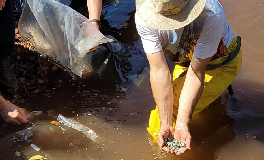 Jundiás e Lambaris são lançados em mananciais de abastecimento de Cascavel - Ação da Sanepar e parceiros visa aumentar a biodiversidade e melhorar a qualidade ambiental - Cascavel, 24/11/2021 - Foto: Sanepar