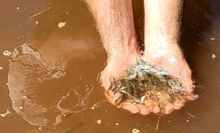 Jundiás e Lambaris são lançados em mananciais de abastecimento de Cascavel - Ação da Sanepar e parceiros visa aumentar a biodiversidade e melhorar a qualidade ambiental - Cascavel, 24/11/2021 - Foto: Sanepar