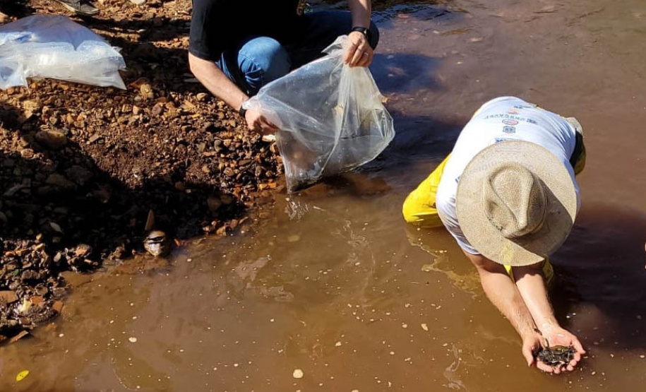 Jundiás e Lambaris são lançados em mananciais de abastecimento de Cascavel - Ação da Sanepar e parceiros visa aumentar a biodiversidade e melhorar a qualidade ambiental - Cascavel, 24/11/2021 - Foto: Sanepar