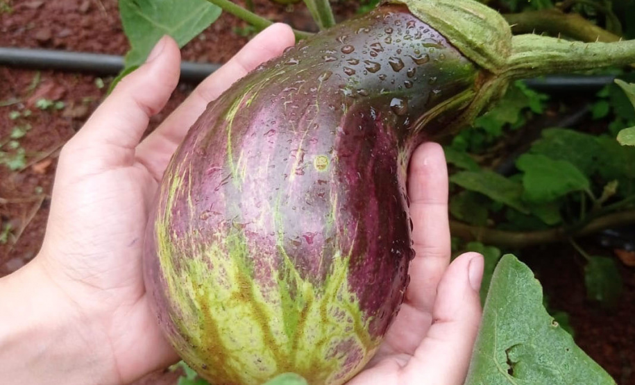 EDUCAÇÃO ESTUDANTE DE TOLEDO FINALISTAS PRÊMIO RESPOSTAS PARA O AMANHÃ
