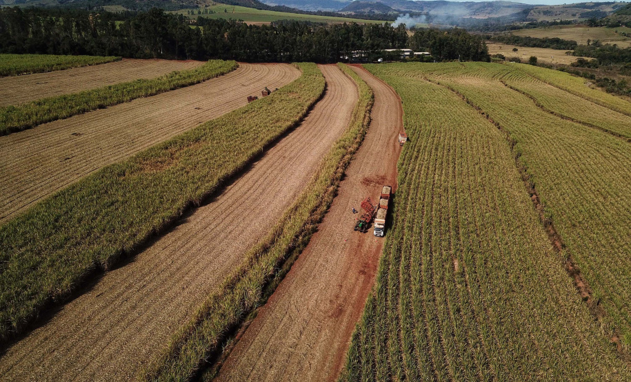 Produção de cana-de-açucar. 07-2021. Foto: José Fernando Ogura/AEN