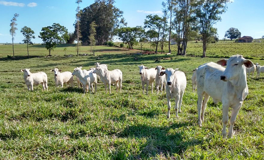 Até pouco tempo atrás o produtor Lairton Berti Garcia, de Moreira Sales, enfrentava sérias dificuldades para manter seu rebanho alimentado durante o inverno. Com pasto nativo e solo arenoso, a oferta de alimento para os animais sempre foi pequena nesse período. Foto: IDR
