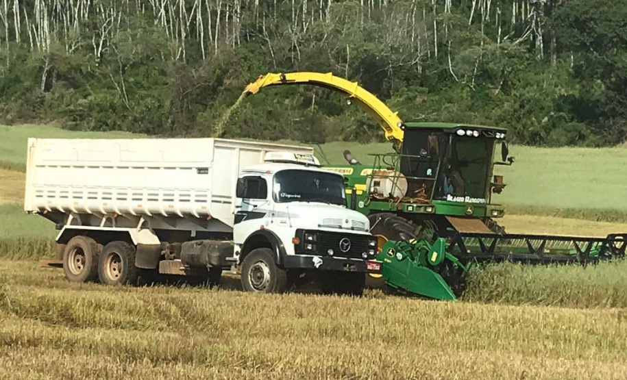 Torneio avalia qualidade da silagem de milho e incentiva melhorias no sistema de produção