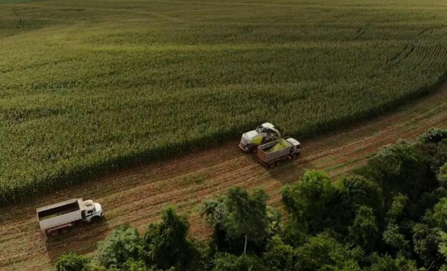 Torneio avalia qualidade da silagem de milho e incentiva melhorias no sistema de produção