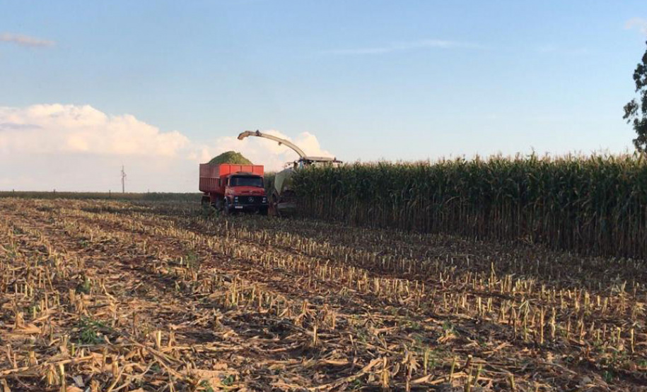 Torneio avalia qualidade da silagem de milho e incentiva melhorias no sistema de produção