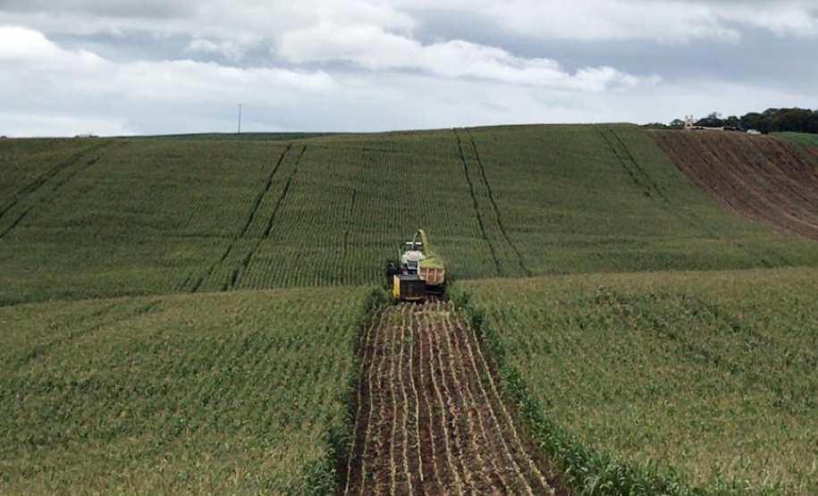 Torneio avalia qualidade da silagem de milho e incentiva melhorias no sistema de produção