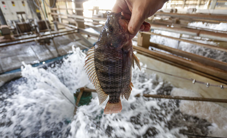 Líder na produção de tilápia, Paraná é destaque em congresso internacional de piscicultura. Foto:SEAB