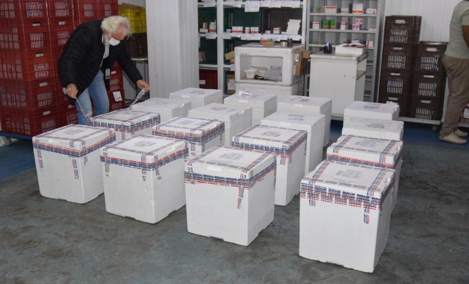 A Secretaria de Estado da Saúde (Sesa) recebeu na noite desta quinta-feira (25) mais 420.030 vacinas contra a Covid-19. Os imunizantes da Pfizer/BioNTech desembarcaram no Aeroporto Internacional Afonso Pena, em São José dos Pinhais em dois voos: às 18h45 (voo LA-3510) e às 20h (voo G3-1115). - Curitiba, 25/11/2021 - - Foto: Américo Antonio/SESA