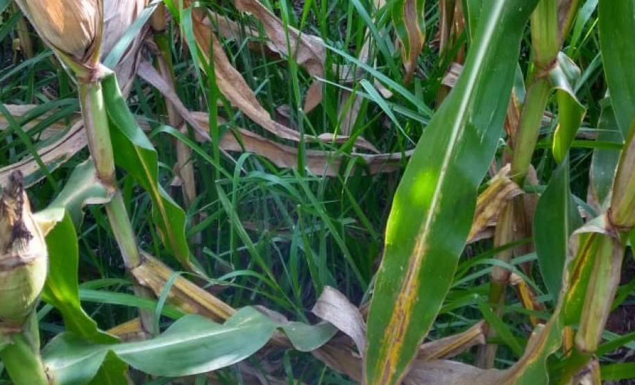 Até pouco tempo atrás o produtor Lairton Berti Garcia, de Moreira Sales, enfrentava sérias dificuldades para manter seu rebanho alimentado durante o inverno. Com pasto nativo e solo arenoso, a oferta de alimento para os animais sempre foi pequena nesse período. Foto: IDR