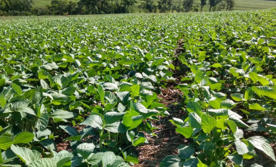 Até pouco tempo atrás o produtor Lairton Berti Garcia, de Moreira Sales, enfrentava sérias dificuldades para manter seu rebanho alimentado durante o inverno. Com pasto nativo e solo arenoso, a oferta de alimento para os animais sempre foi pequena nesse período. Foto: IDR