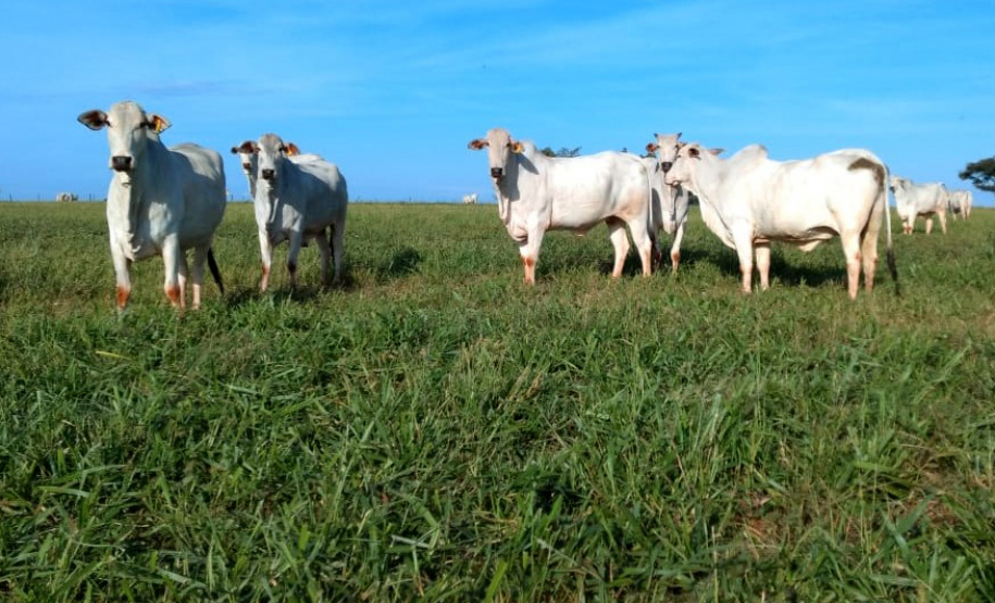 Até pouco tempo atrás o produtor Lairton Berti Garcia, de Moreira Sales, enfrentava sérias dificuldades para manter seu rebanho alimentado durante o inverno. Com pasto nativo e solo arenoso, a oferta de alimento para os animais sempre foi pequena nesse período. Foto: IDR