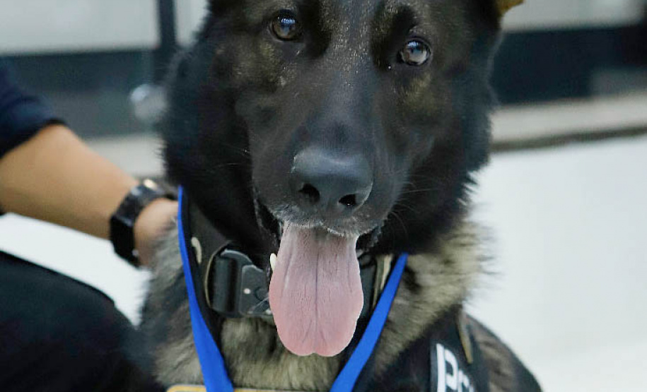 A Polícia Civil do Paraná (PCPR) recebeu homenagem inédita à atuação de um dos cães e seu condutor, em Maringá, região Norte do Estado, na terça-feira (9). É a primeira vez que um dos cachorros policiais da instituição é homenageado individualmente. O título do mérito comunitário foi concedido pela Câmara de Vereadores de Maringá ao cão Chris Cornell e ao investigador Marcos Shinnae.  - Maringá, 09/11/2021 - Foto: PCPR